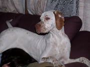 Kaya